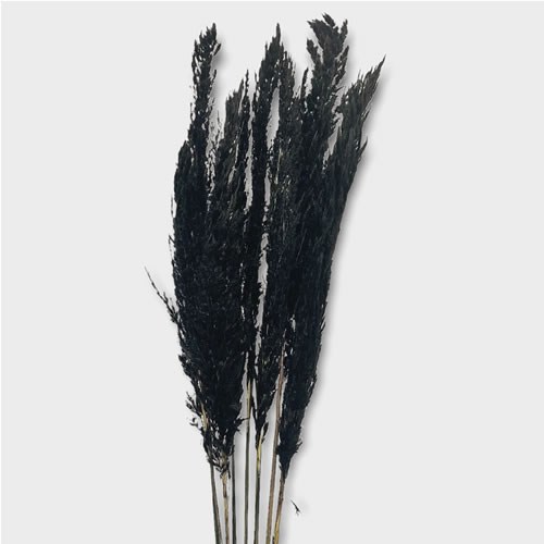 Cortaderia Pampas Grass Dyed Black