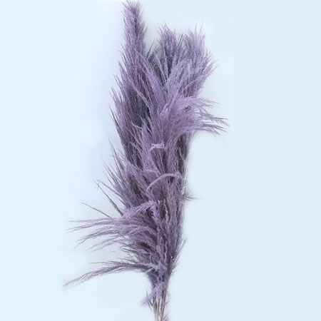 Cortaderia Pampas Grass Dyed Frosted Lilac Super