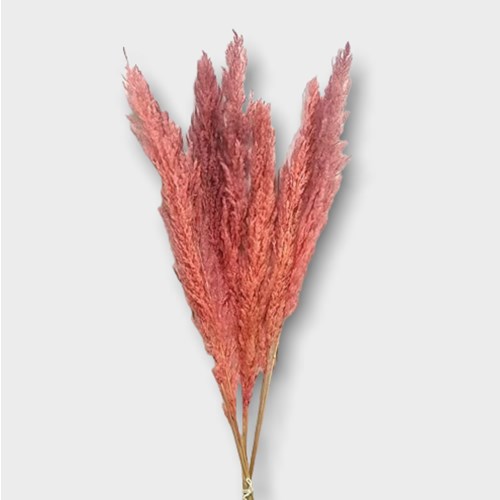 Cortaderia Pampas Grass Dyed Pink (Dried)