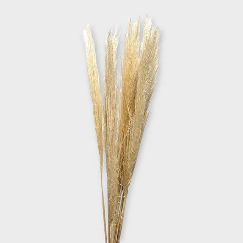 Cortaderia Pampas Grass White - Budget (Dried)