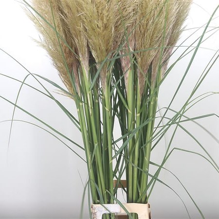 Cortaderia (Pampas) Silver Mountain (Extra)