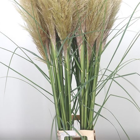 Cortaderia (Pampas) Silver Mountain (Extra)