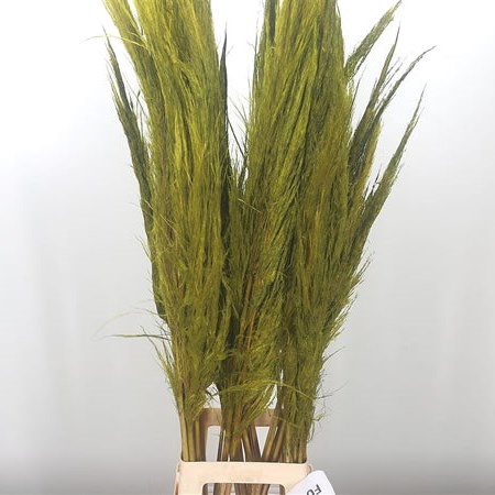 Cortederia Applegreen (Pampas Grass)