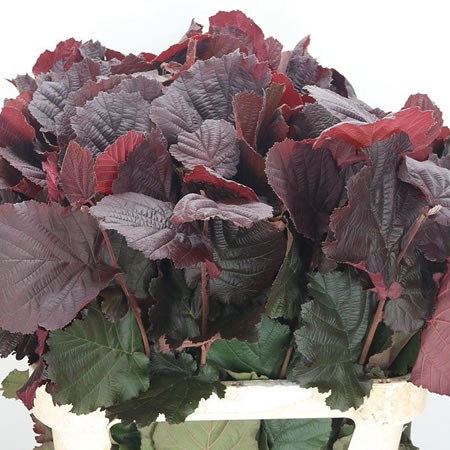 Corylus Avellana Roter Zellernusz