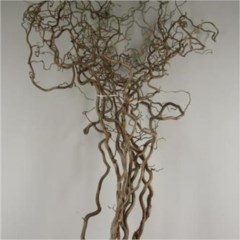 CORYLUS CONTORTA
