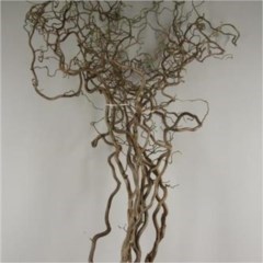 Corylus Contorta