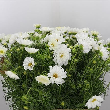 Cosmos Bipinnatus White (Double)