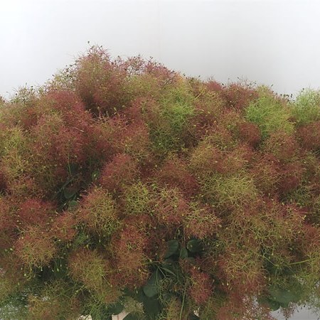 Cotinus Green Fountain