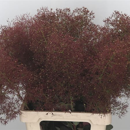 Cotinus Pruik Magical Torch
