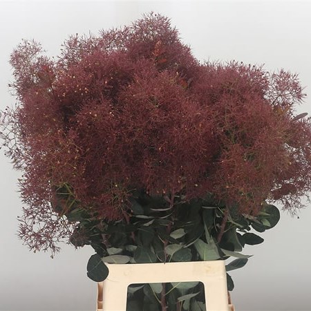 Cotinus Pruik Magical Torch