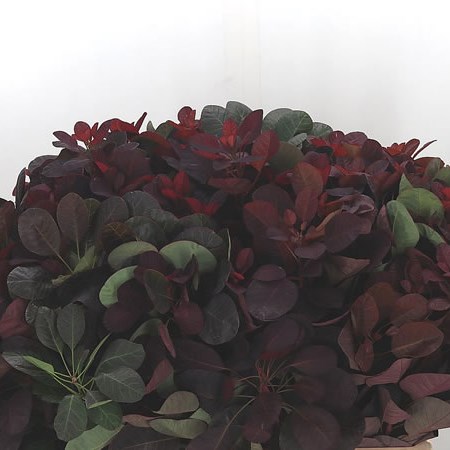 Cotinus Royal Purple
