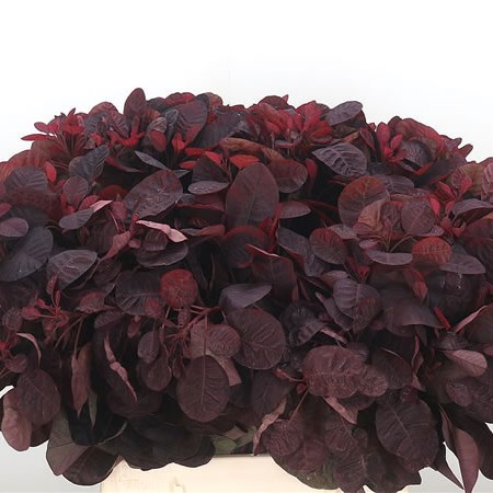 Cotinus Royal Purple