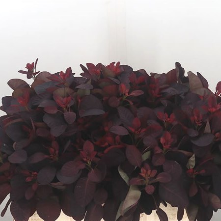 Cotinus Royal Purple