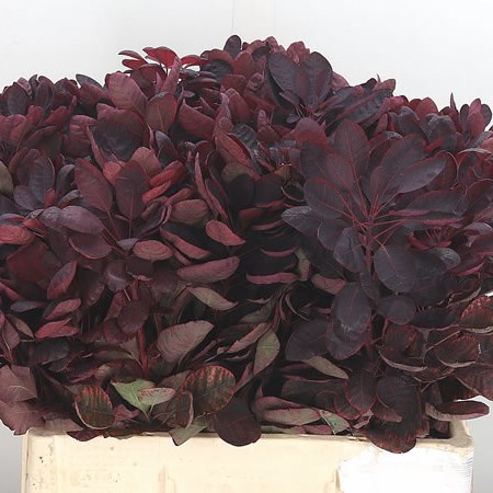 Cotinus Royal Purple