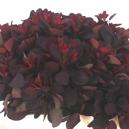 Cotinus Royal Purple