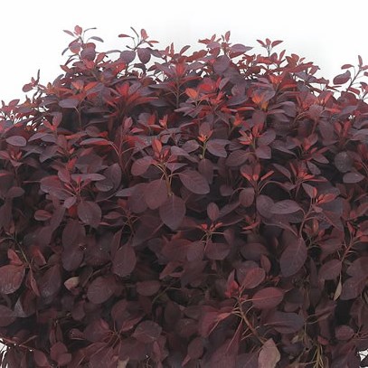 Cotinus Royal Purple