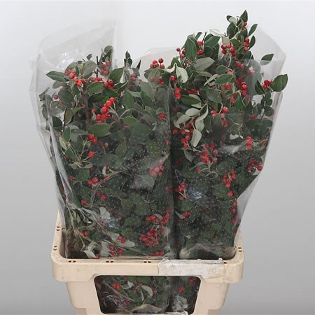 Cotoneaster
