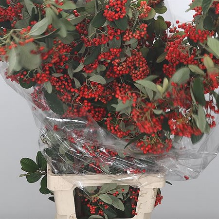 Cotoneaster
