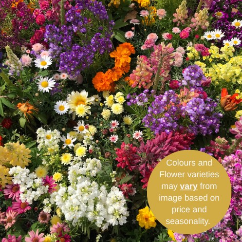 Wholesalers Choice (Cottage Garden)