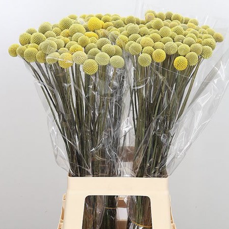 Craspedia (Natural)