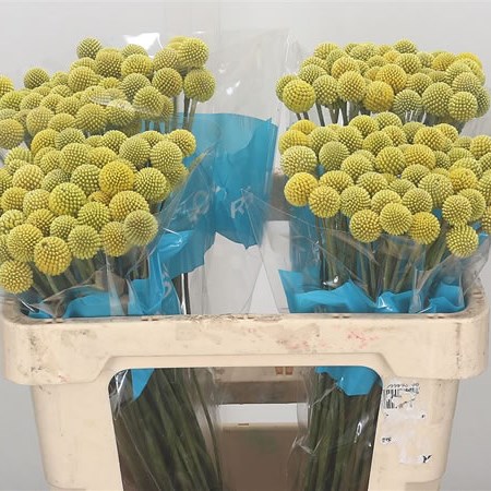 Craspedia Yellow (Natural)