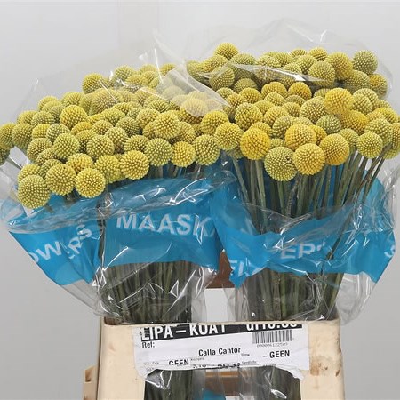 Craspedia Yellow (Natural)