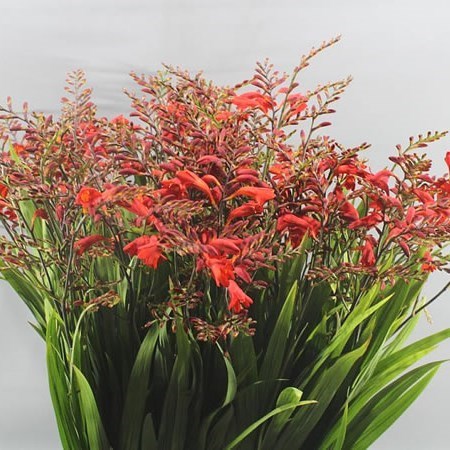 Crocosmia Amber Glow
