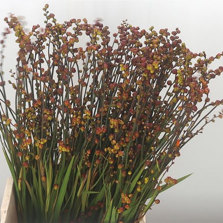 Crocosmia Berries of Babylon