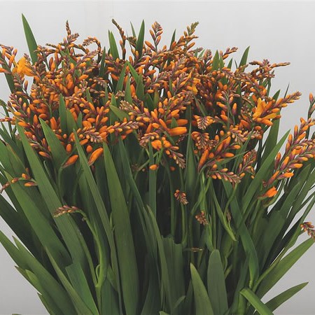 Crocosmia Columbus