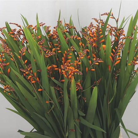 Crocosmia Columbus