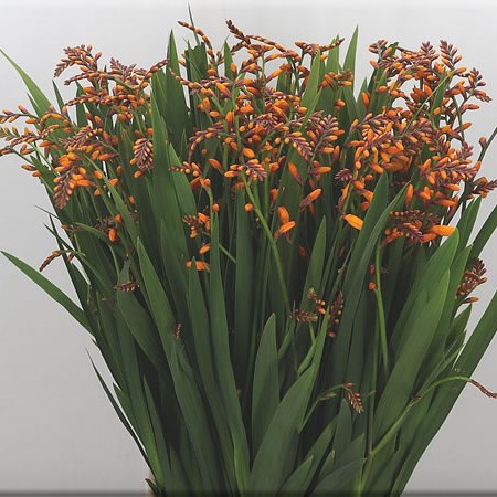 Crocosmia Columbus