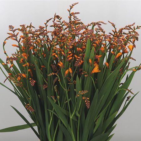 Crocosmia Columbus (Extra)