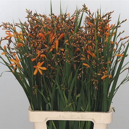 Crocosmia Coral Sunset