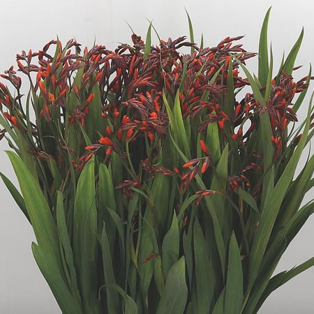 Crocosmia Emily McKenzie