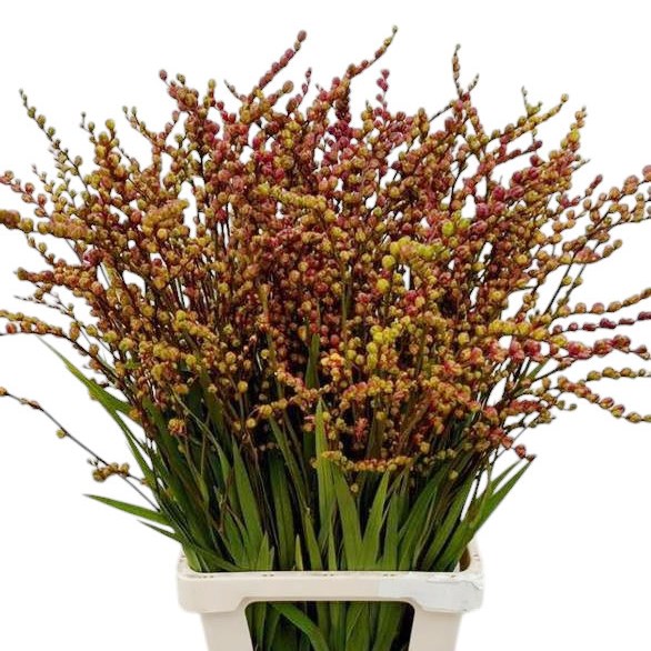 Crocosmia Fire King (in Berry)