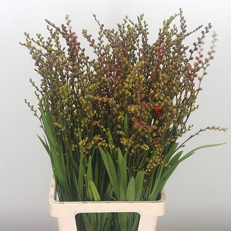 Crocosmia Fire King (in berry)