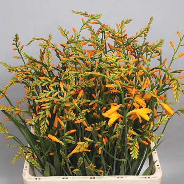 Crocosmia George Davidson