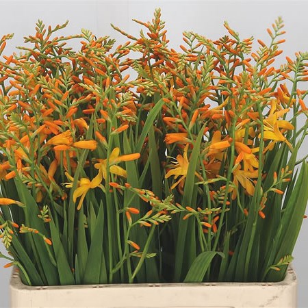 Crocosmia George Davidson