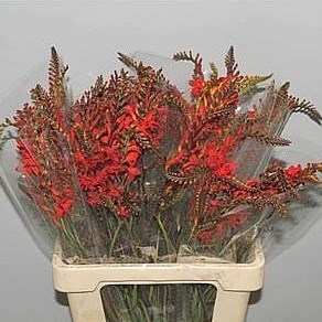 Crocosmia Lucifer