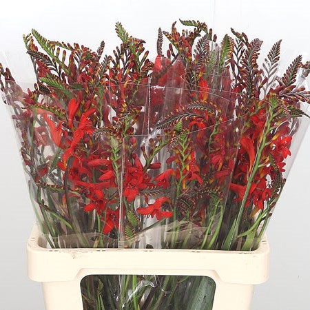 Crocosmia Lucifer