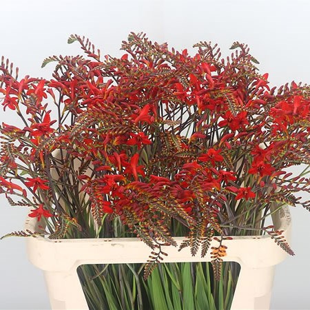 Crocosmia Lucifer
