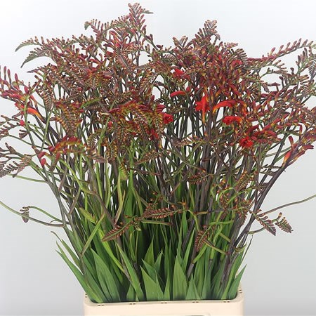 Crocosmia Lucifer