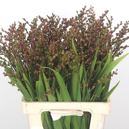 Crocosmia Pods Carmine