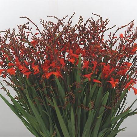 Crocosmia Red King