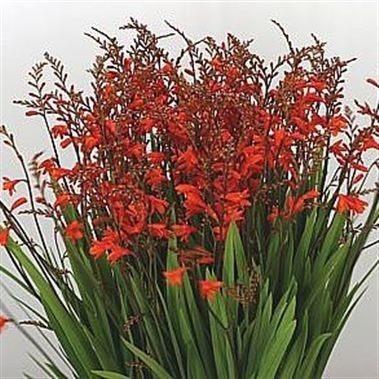 Crocosmia Red King