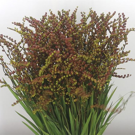 Crocosmia Red in Berry (Extra)