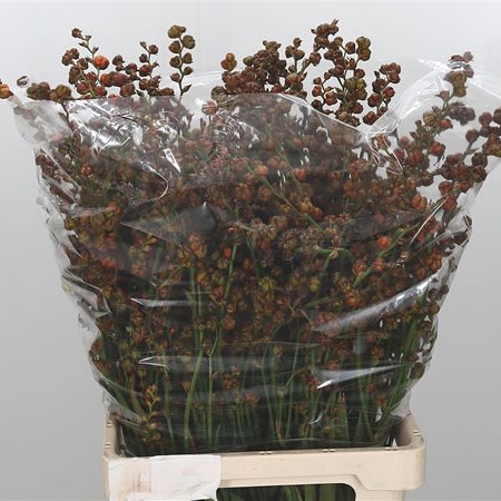 Crocosmia Seed Pods Nimbus