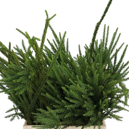 Cryptomeria Ballerina