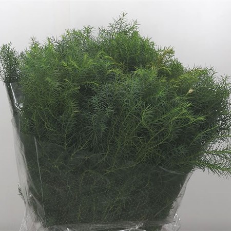Cryptomeria Cristata