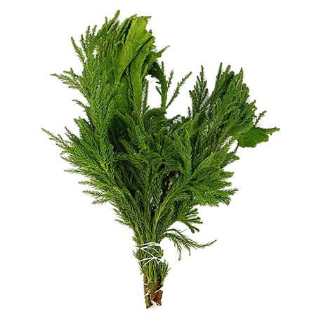 Cryptomeria Cristata (3Kg Bundle)
